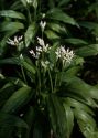Allium ursinum L. attēls