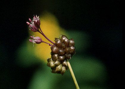 Allium vineale L. attēls