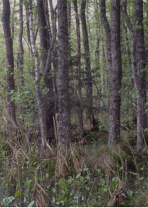 Alnus glutinosa (L.) Gaertn. attēls