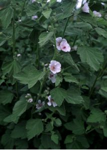 Althaea officinalis L. attēls