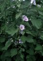 Althaea officinalis L. attēls