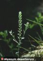 Alyssum alyssoides (L.) L.   attēls