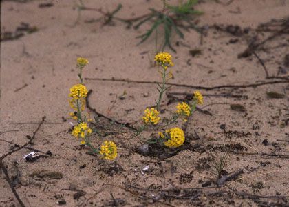 Alyssum gmelinii Jord. attēls