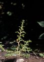 Amaranthus albus L. attēls