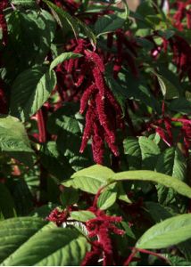 Amaranthus caudatus L. attēls