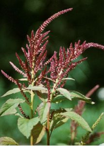 Amaranthus paniculatus L. s.l. attēls