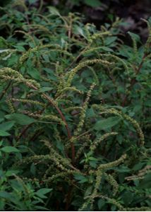 Amaranthus spinosus L. attēls