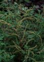 Amaranthus spinosus L. attēls