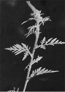 Ambrosia psilostachya DC. attēls