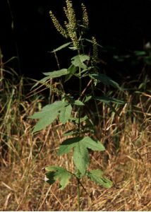 Ambrosia trifida L. attēls