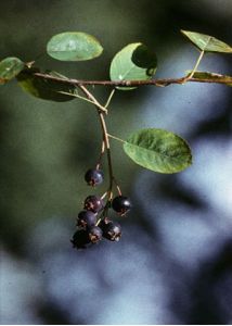 Amelanchier spicata (Lam.) K.Koch attēls