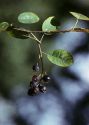 Amelanchier spicata (Lam.) K.Koch attēls