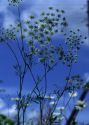 Ammi majus L. attēls