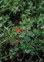 Anagallis arvensis L. attēls