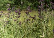 Anchusa officinalis L. attēls