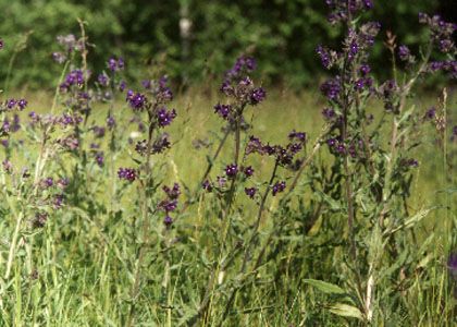 Anchusa officinalis L. attēls