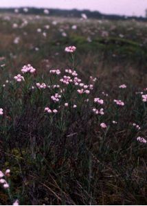 Andromeda polifolia L. attēls