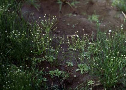 Androsace filiformis Retz. attēls