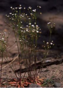 Androsace septentrionalis L. attēls