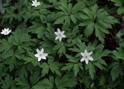 Anemone nemorosa L. attēls