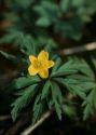 Anemone ranunculoides L. attēls