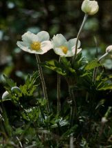 Anemone sylvestris L. attēls