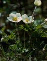 Anemone sylvestris L. attēls