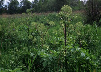 Angelica archangelica L. attēls