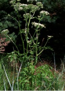 Angelica palustris (Besser) Hoffm. attēls