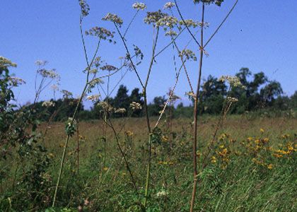 Angelica sylvestris L. attēls