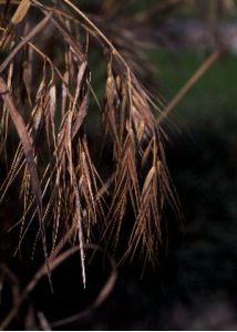 Anisantha sterilis (L.) Nevski attēls