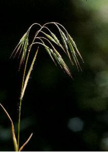 Anisantha tectorum (L.) Nevski attēls