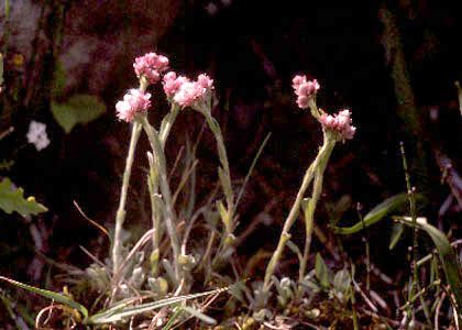 Antennaria dioica (L.) Gaertn. attēls