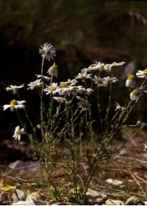 Anthemis arvensis L. attēls