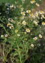 Anthemis cotula L. attēls