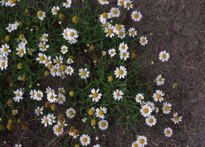 Anthemis ruthenica M.Bieb. attēls