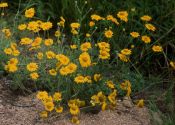 Anthemis tinctoria L. attēls