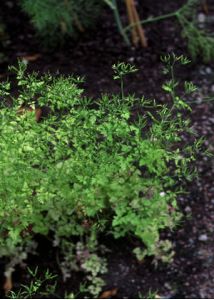 Anthriscus cerefolium (L.) Hoffm. attēls