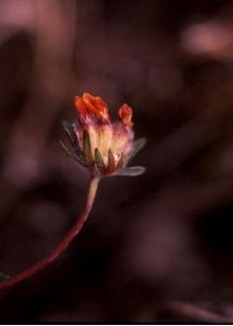 Anthyllis coccinea (L.) G.Beck attēls