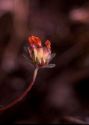 Anthyllis coccinea (L.) G.Beck attēls