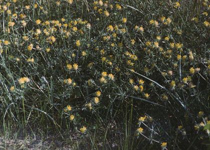 Anthyllis maritima Schweigg. attēls