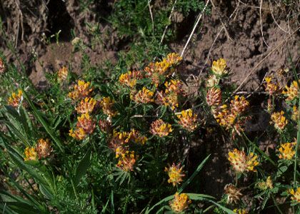 Anthyllis vulneraria L. s.str. attēls