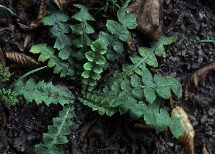 Aposeris foetida (L.) Less. attēls