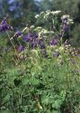 Aquilegia vulgaris L. attēls