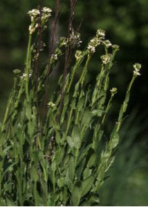 Arabis hirsuta (L.) Scop. attēls