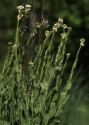 Arabis hirsuta (L.) Scop. attēls