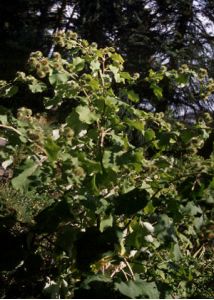 Arctium lappa L. attēls