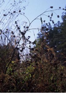 Arctium nemorosum Lej. attēls