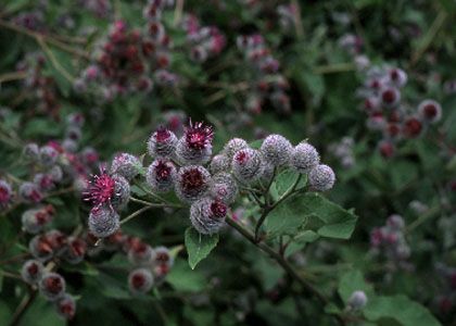 Arctium tomentosum L. attēls