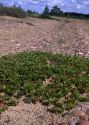 Arctostaphylos uva-ursi (L.) Spreng. attēls